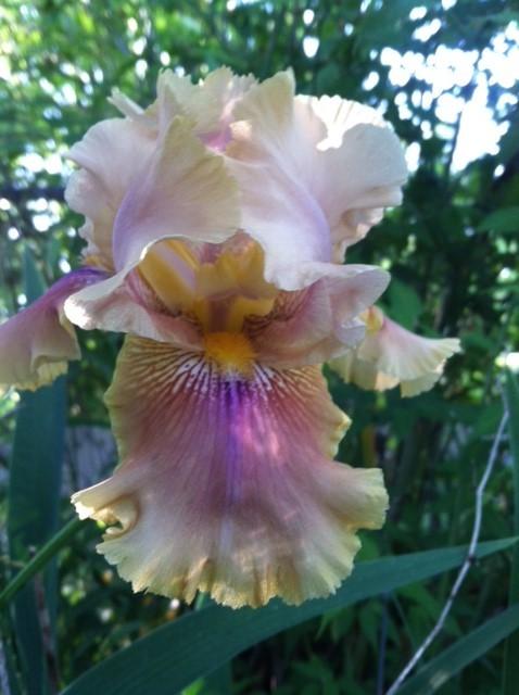 Photo of Tall Bearded Iris (Iris 'Polish Princess') uploaded by grannysgarden
