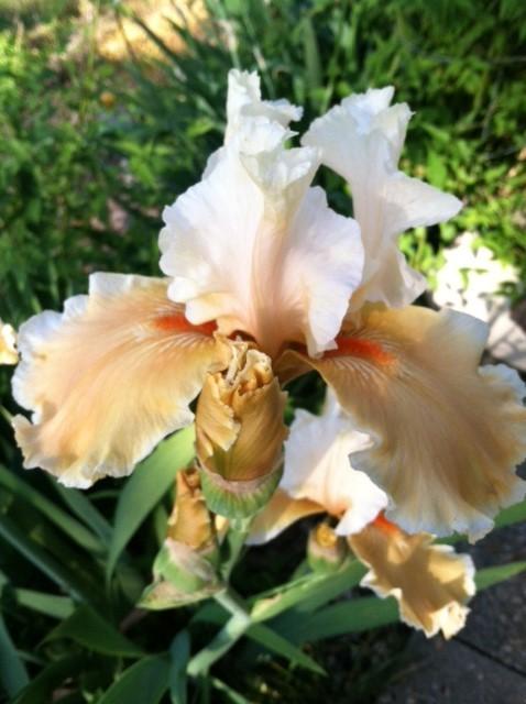 Photo of Tall Bearded Iris (Iris 'English Charm') uploaded by grannysgarden