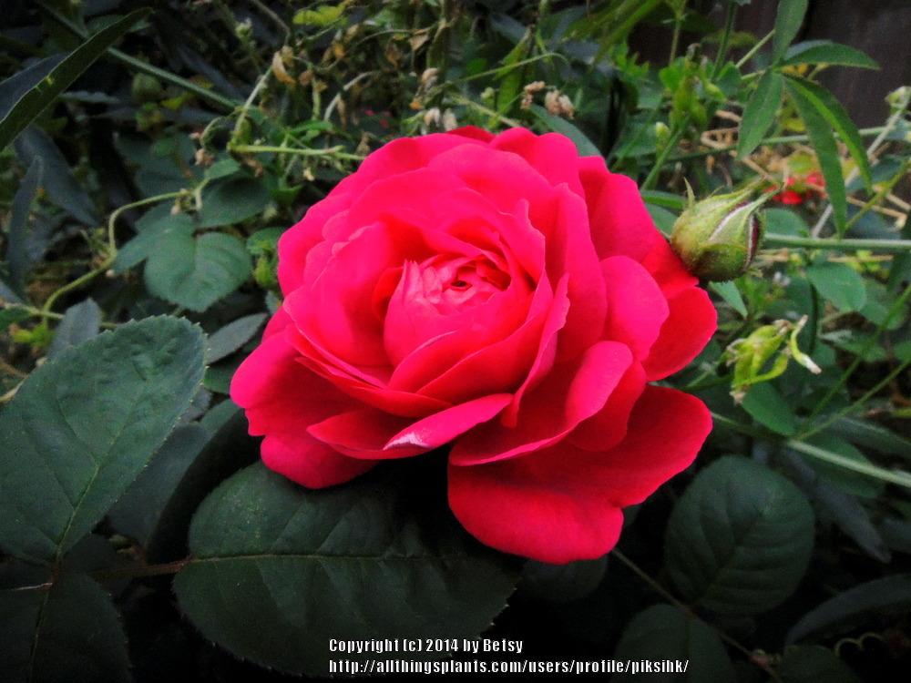 Photo of Roses (Rosa) uploaded by piksihk