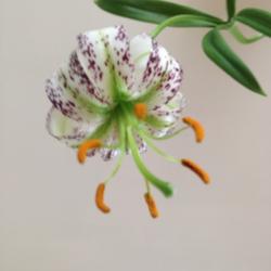 Location: Plant is in a pot grown indoors.
Bloom diameter is about the size of a US half dollar. It is a ver