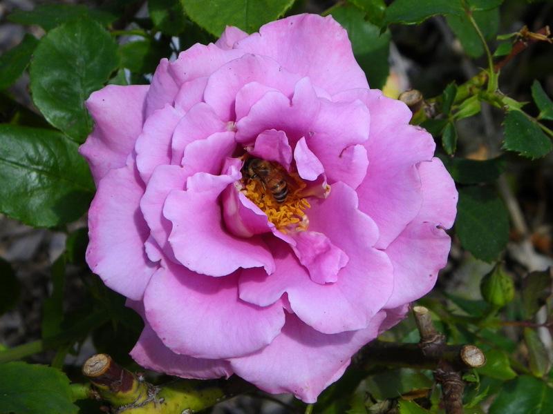 Photo of Rose (Rosa 'Angel Face') uploaded by Justin