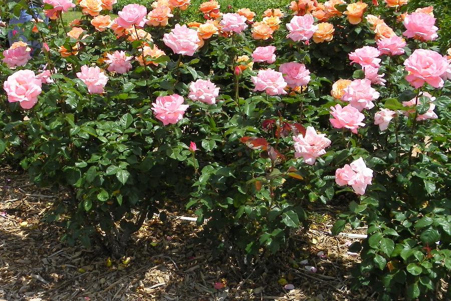 Photo of Rose (Rosa 'Queen Elizabeth') uploaded by Justin