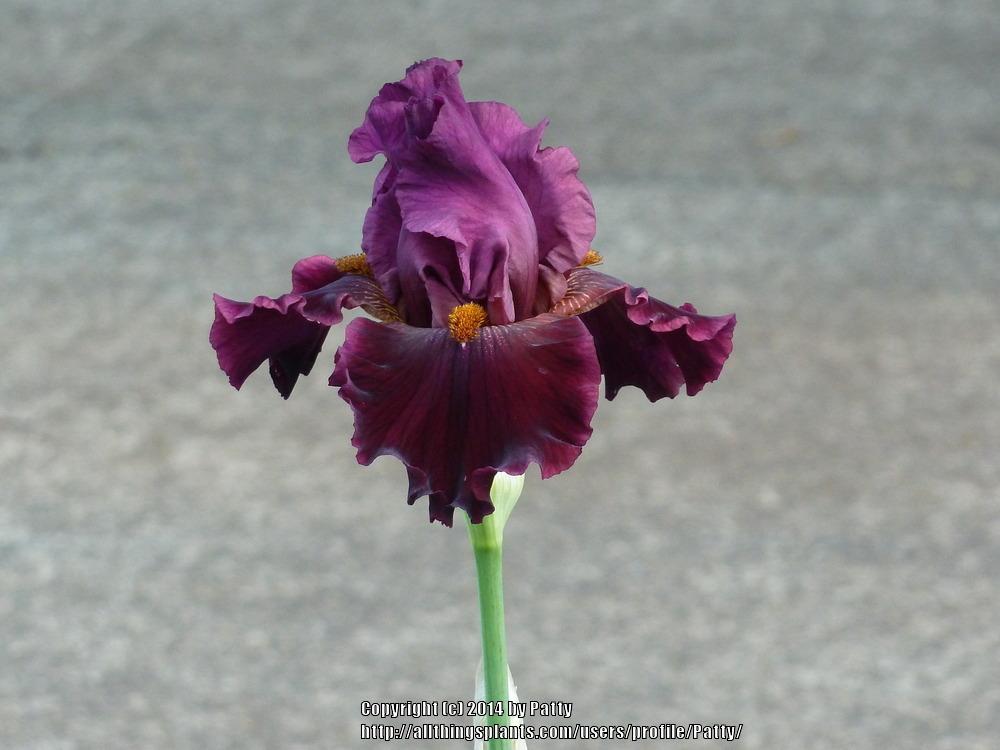 Photo of Tall Bearded Iris (Iris 'Obsessed') uploaded by Patty