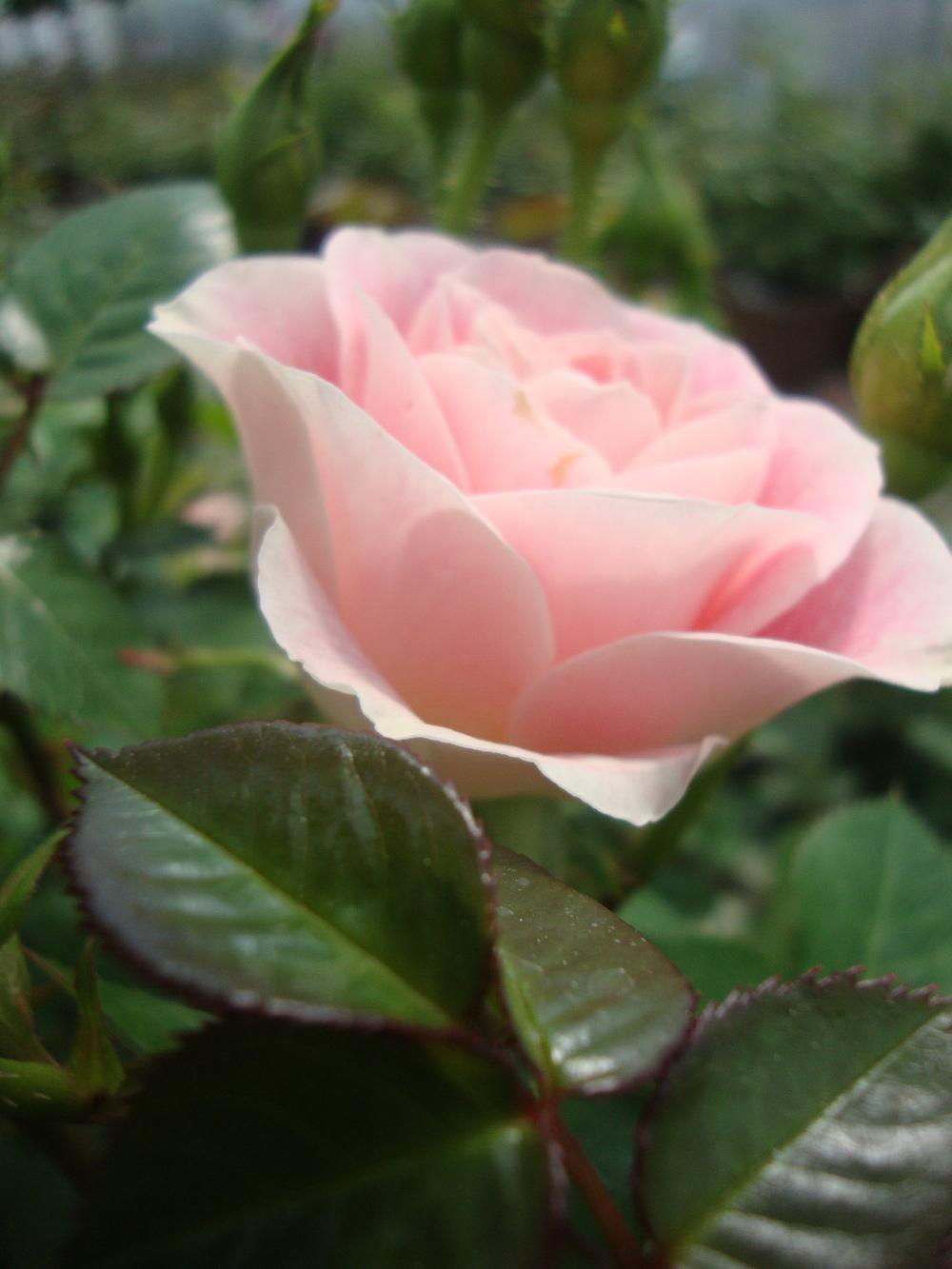 Photo of Rose (Rosa 'Whimsy') uploaded by Paul2032
