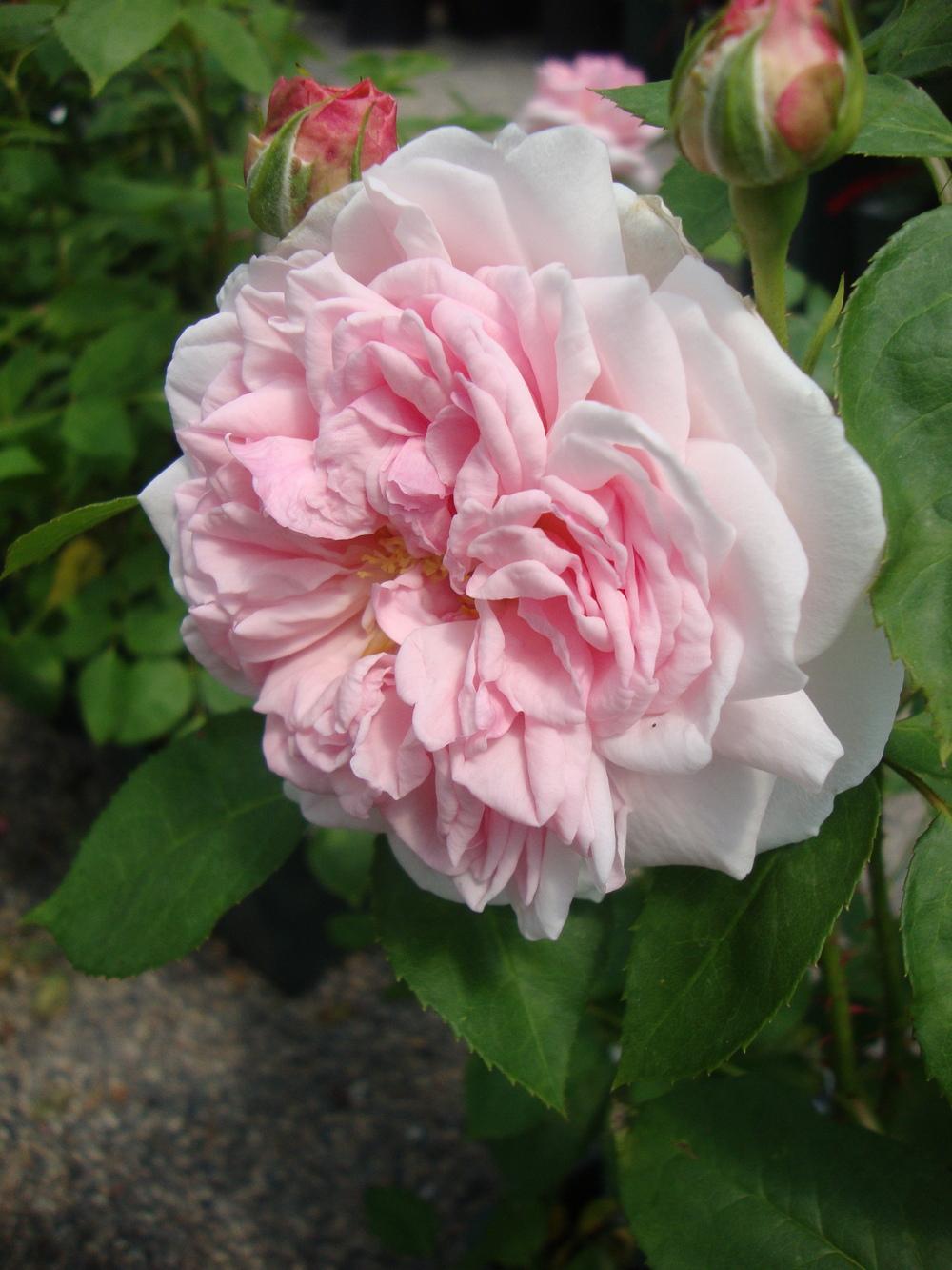 Photo of Rose (Rosa 'Eglantyne') uploaded by Paul2032