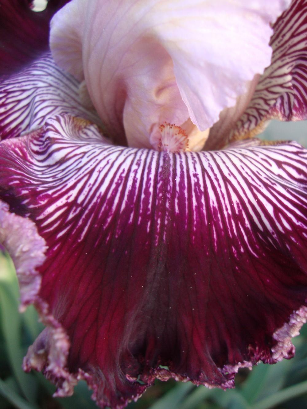 Photo of Tall Bearded Iris (Iris 'Samba Queen') uploaded by Paul2032