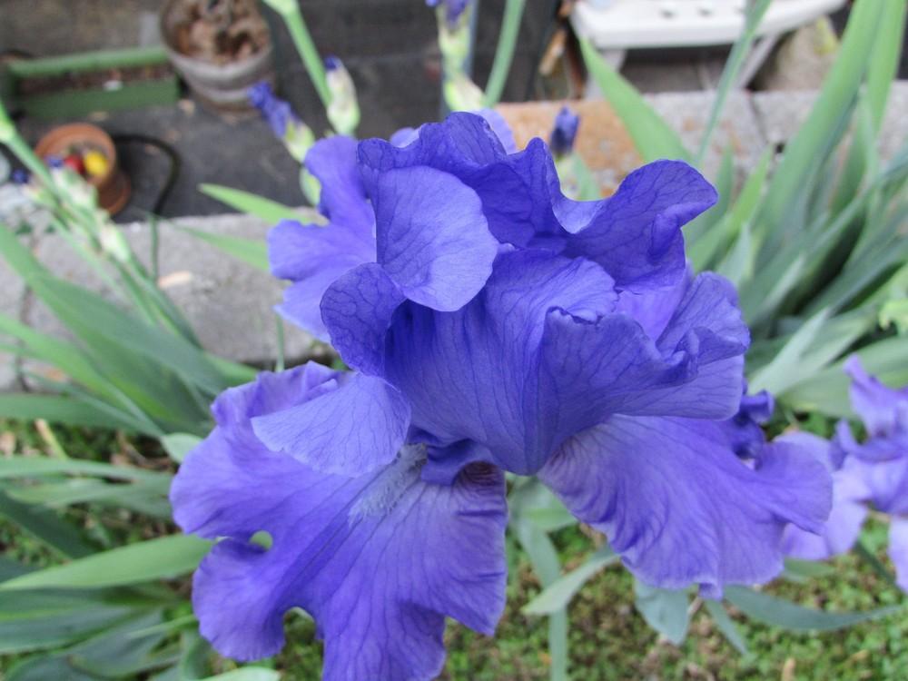 Photo of Tall Bearded Iris (Iris 'Blue Kentucky Girl') uploaded by SongofJoy
