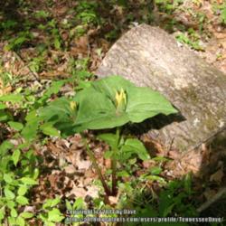 Location: Dayton, TN
Date: 2014-05-02
shaded, wooded back lot in Eastern Tennessee