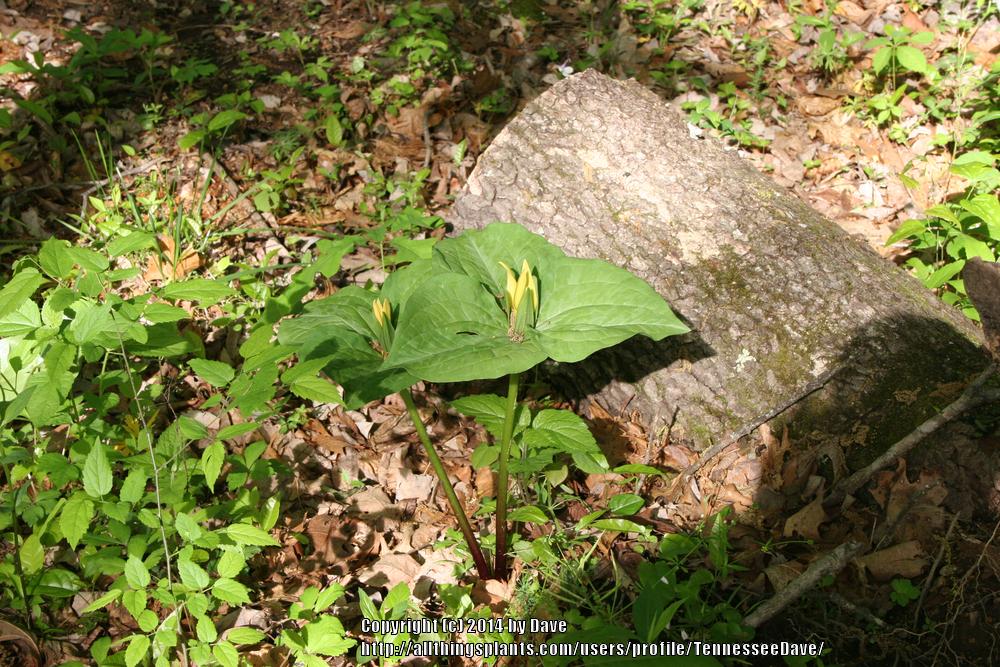 Photo of Yellow Trillium (Trillium luteum) uploaded by TennesseeDave