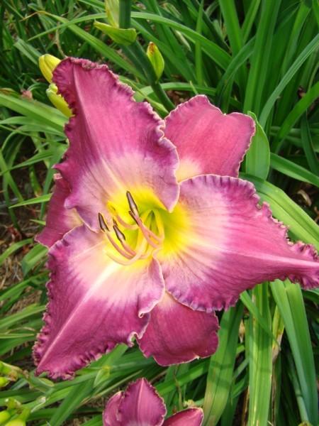 Photo of Daylily (Hemerocallis 'Lilacs for Galadriel') uploaded by chalyse