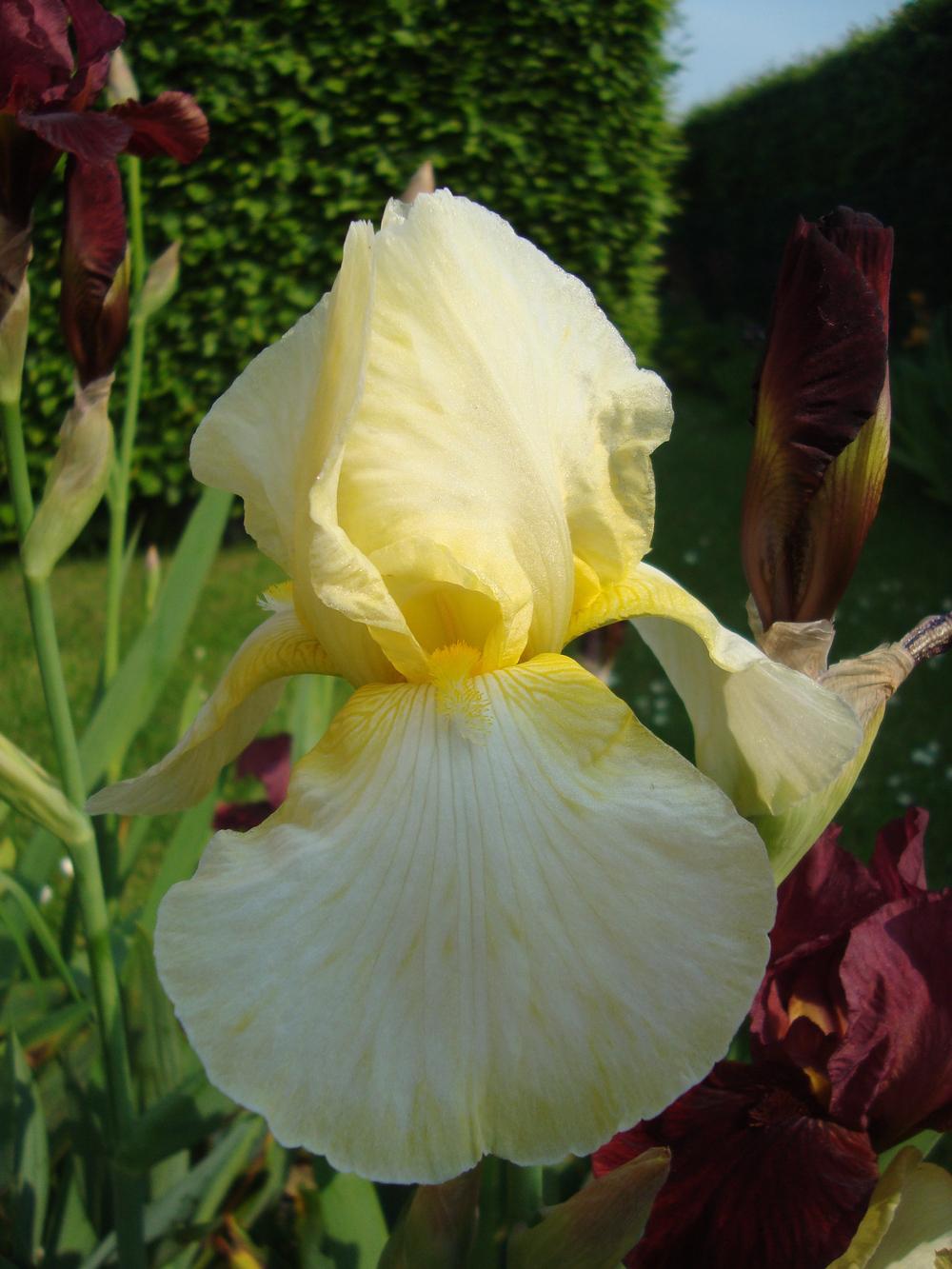 Photo of Border Bearded Iris (Iris 'Alaloa') uploaded by kerchak