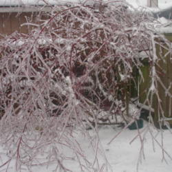 Location: Puyallup,Washington
Date: 2012-01-20
This is what they look like during an ice storm