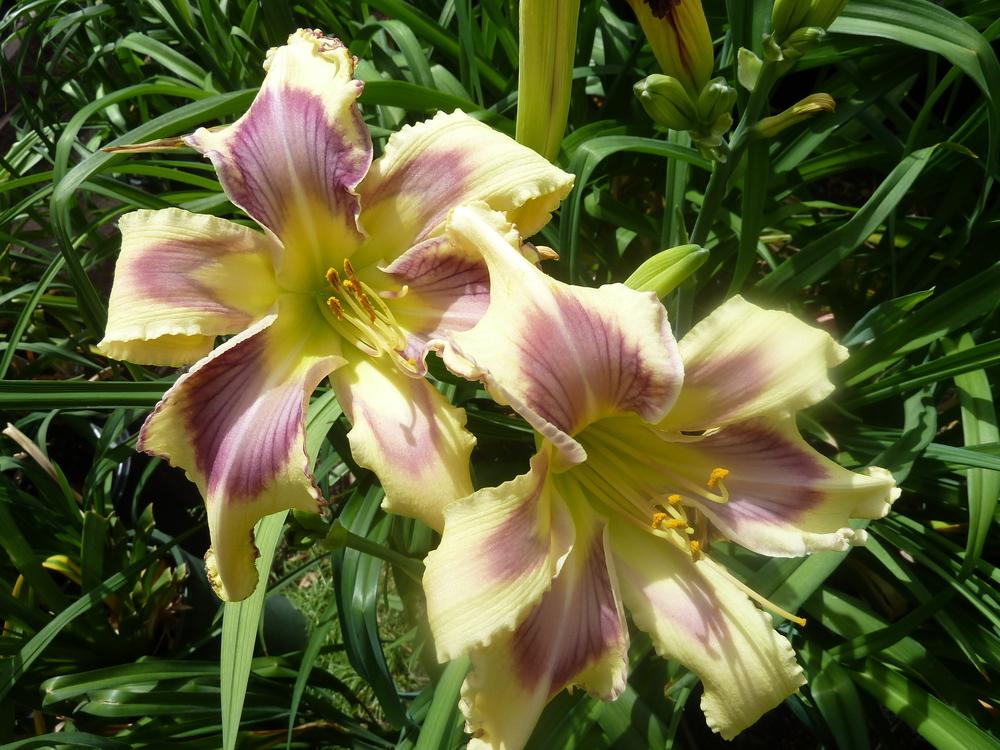 Photo of Daylily (Hemerocallis 'Life is a Highway') uploaded by lyle627