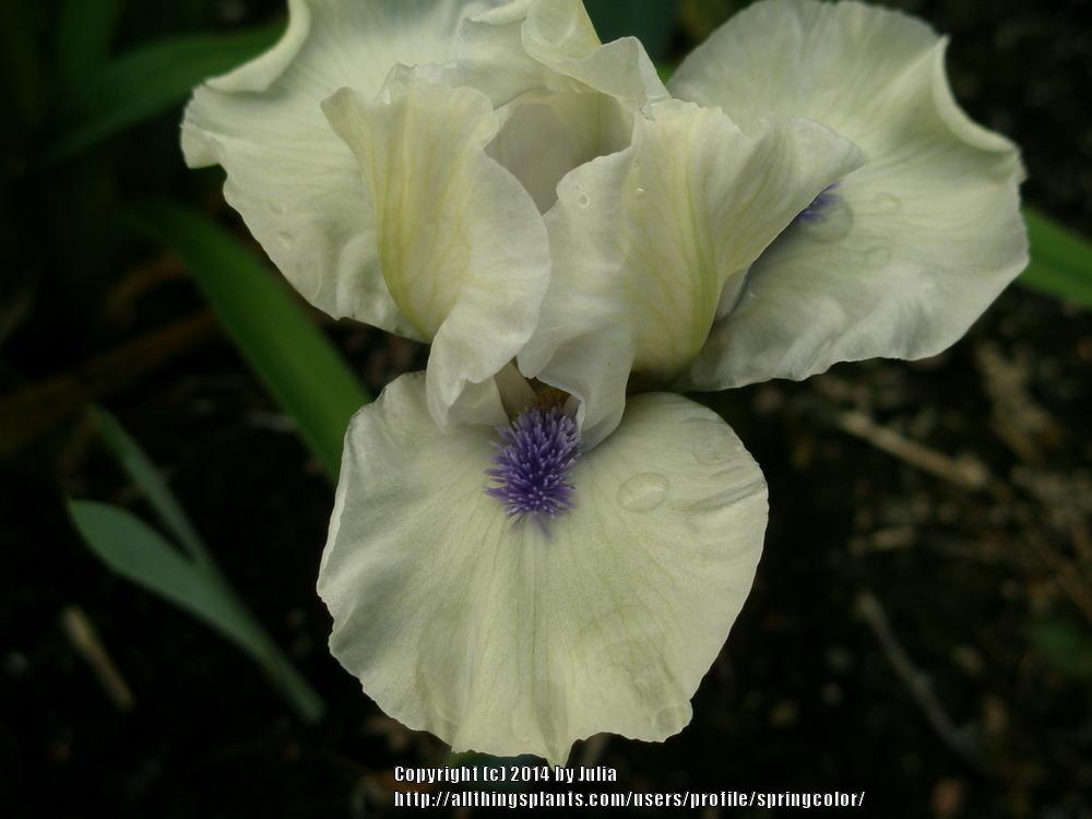 Photo of Standard Dwarf Bearded Iris (Iris 'Bluebeard's Ghost') uploaded by springcolor