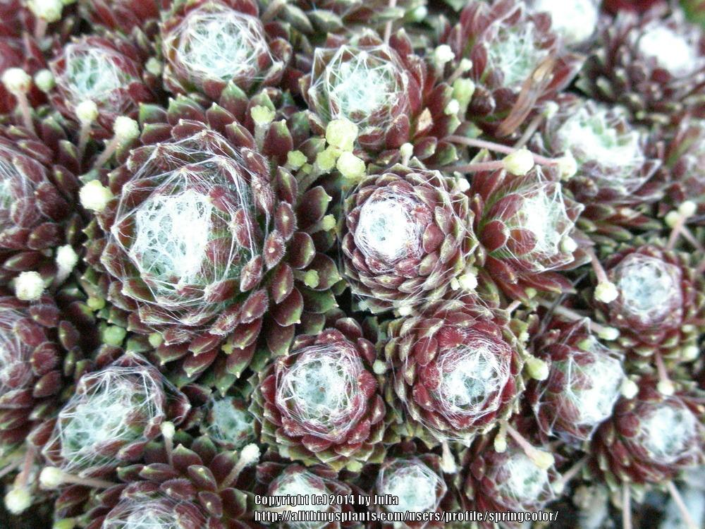 Photo of Hen and Chicks (Sempervivum 'Red Cobweb') uploaded by springcolor
