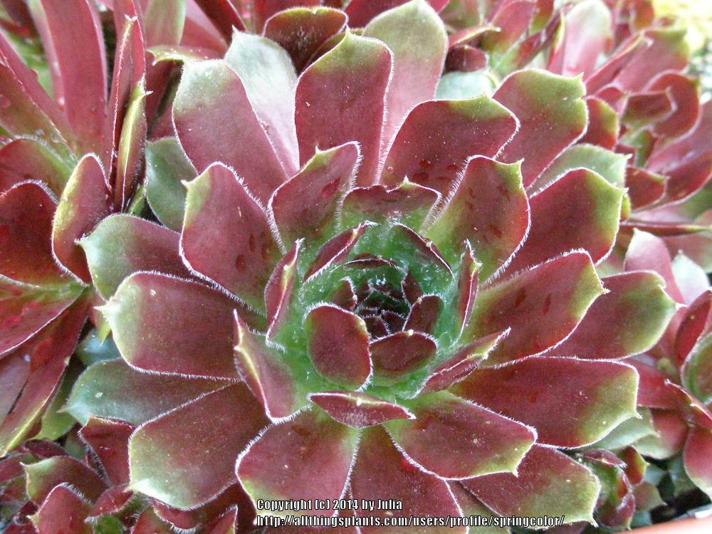Photo of Hen and chicks (Sempervivum 'More Honey') uploaded by springcolor