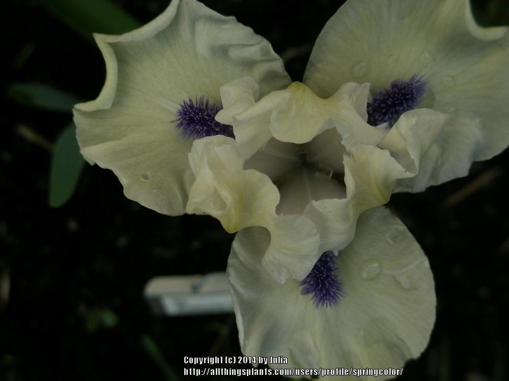 Photo of Standard Dwarf Bearded Iris (Iris 'Bluebeard's Ghost') uploaded by springcolor