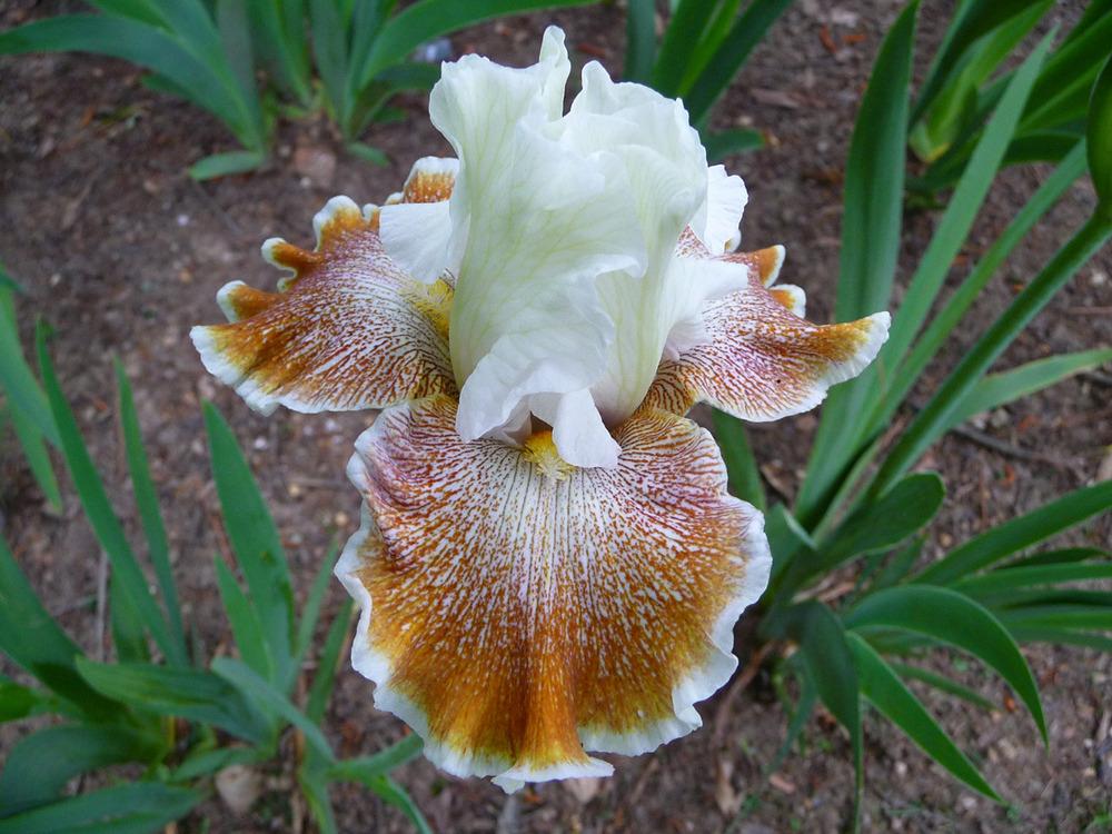 Photo of Tall Bearded Iris (Iris 'Owyhee Desert') uploaded by Lestv