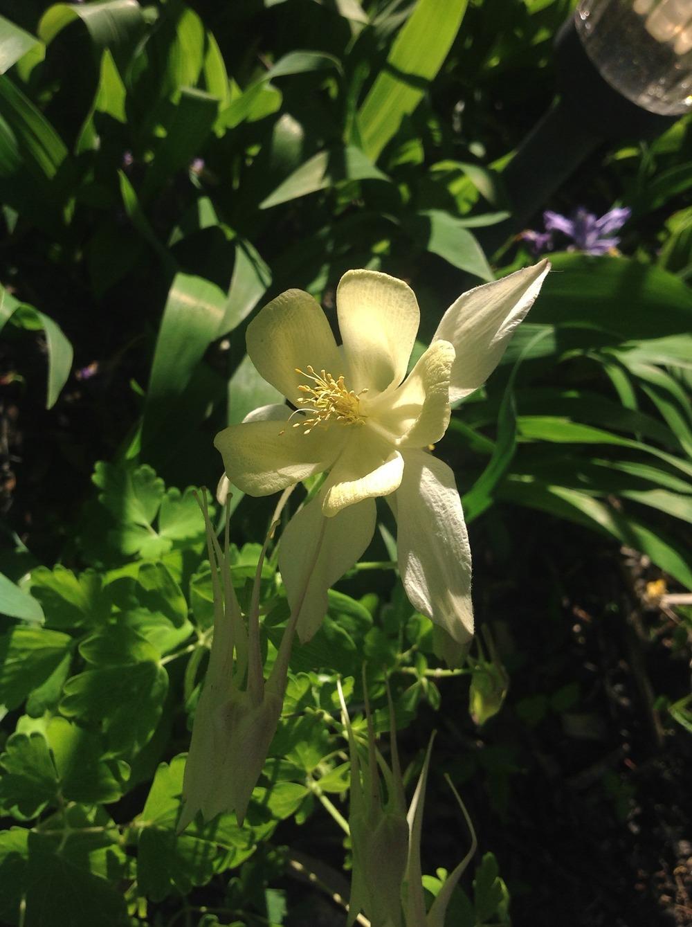 Photo of Columbine (Aquilegia coerulea Origami™ Yellow) uploaded by Lilydaydreamer
