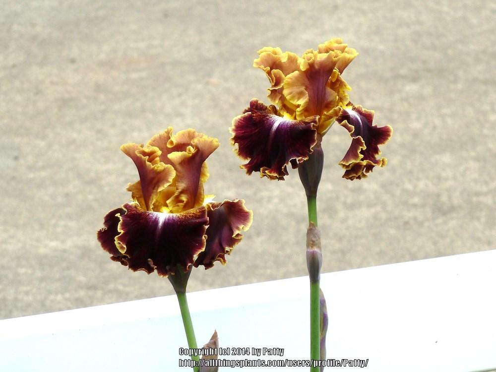 Photo of Tall Bearded Iris (Iris 'Volcanic Glow') uploaded by Patty