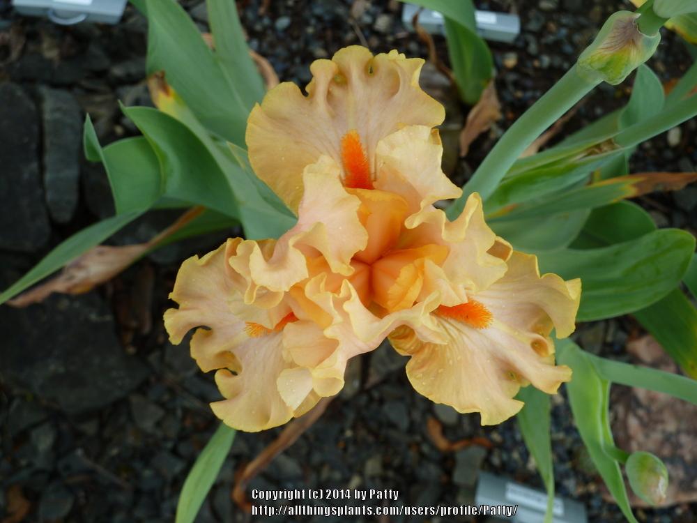 Photo of Tall Bearded Iris (Iris 'Peach Butter') uploaded by Patty