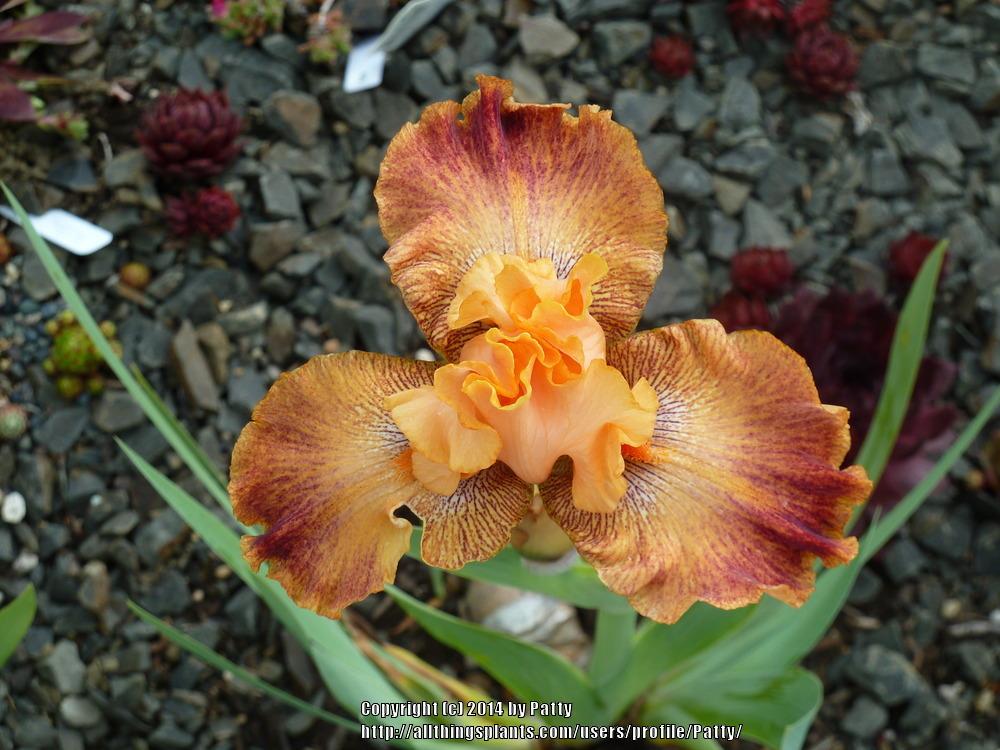 Photo of Border Bearded Iris (Iris 'Wild') uploaded by Patty