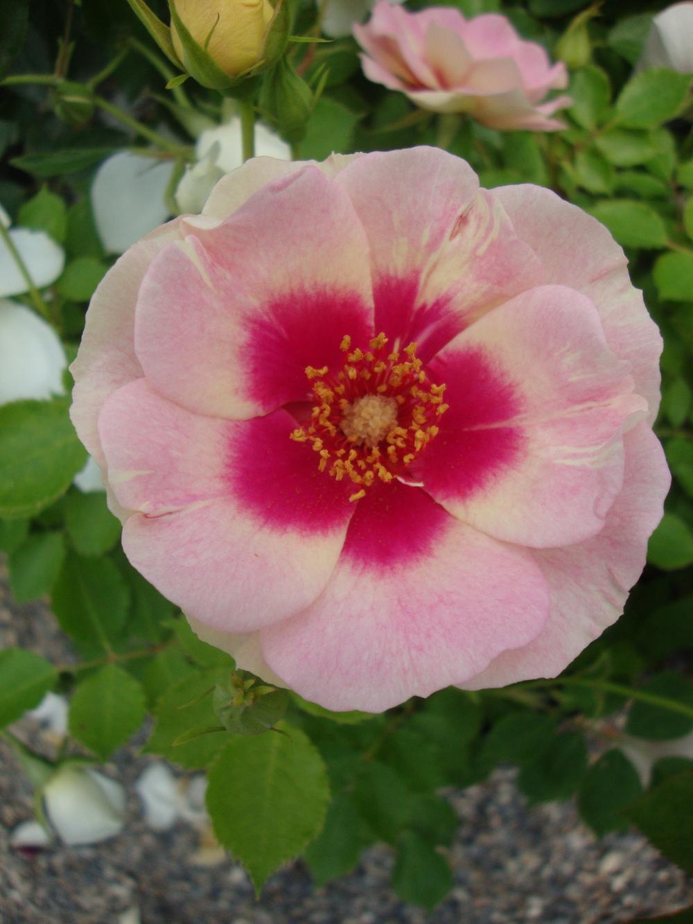 Photo of Rose (Rosa 'Bull's Eye') uploaded by Paul2032