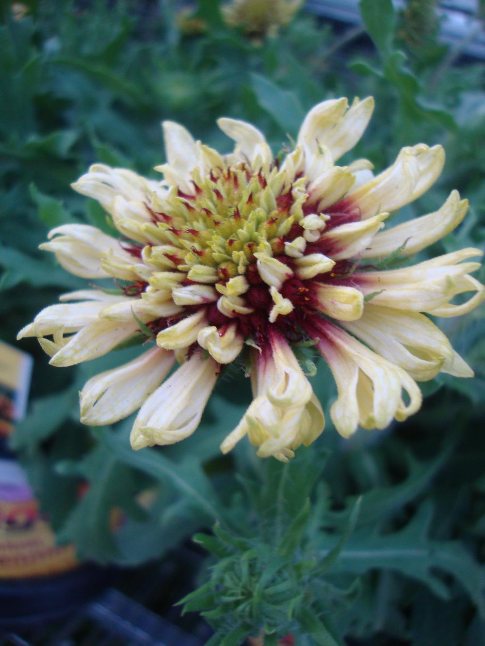 Photo of Blanket Flower (Gaillardia 'Jazzy Wheeler') uploaded by Paul2032