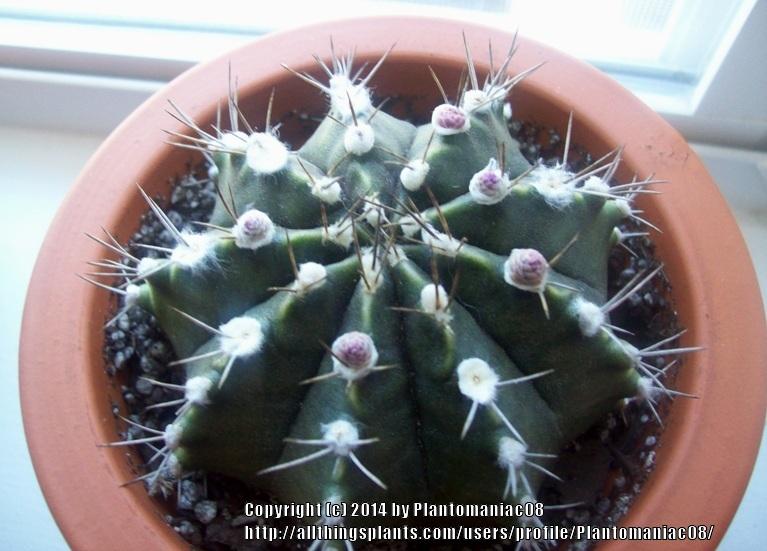 Photo of Chin Cactus (Gymnocalycium mihanovichii) uploaded by Plantomaniac08