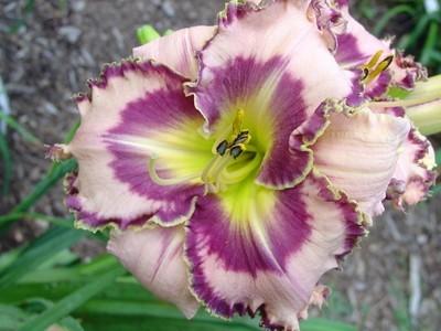 Photo of Daylily (Hemerocallis 'The Flower Formerly Known As Griff') uploaded by chalyse