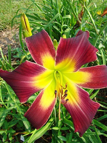 Photo of Daylily (Hemerocallis 'Topguns Look at Me') uploaded by chalyse