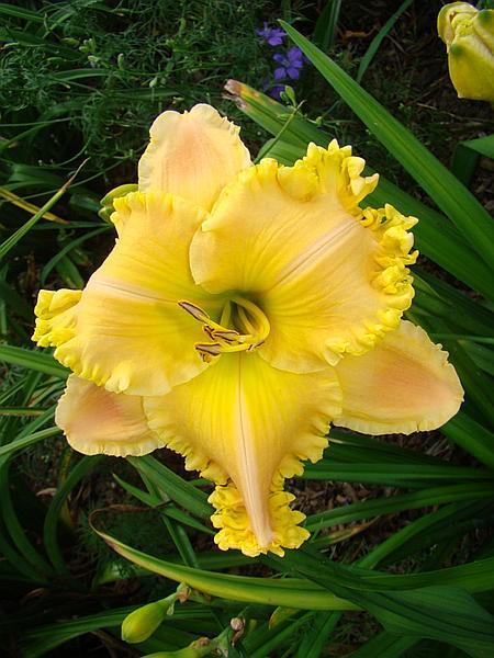Photo of Daylily (Hemerocallis 'Spacecoast Passion Released') uploaded by chalyse