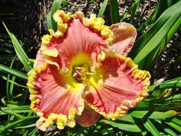 Photo of Daylily (Hemerocallis 'That Thing You Do') uploaded by chalyse