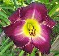Photo of Daylily (Hemerocallis 'Adventures in Paradise') uploaded by chalyse