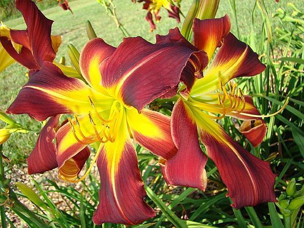 Photo of Daylily (Hemerocallis 'Rebekah's Gothic Spider') uploaded by chalyse