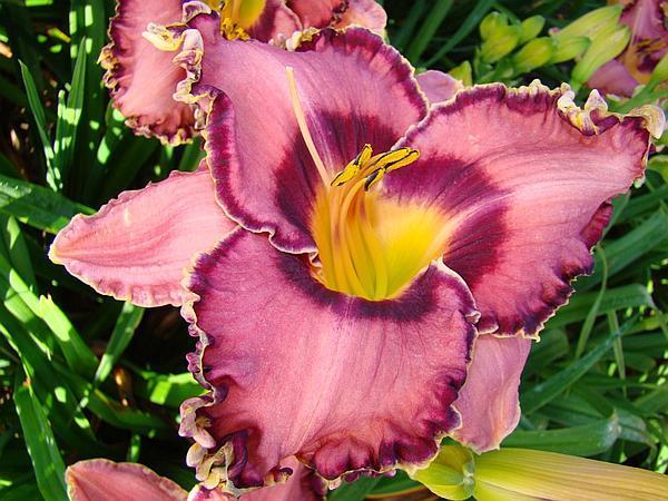 Photo of Daylily (Hemerocallis 'Say It Ain't So') uploaded by chalyse