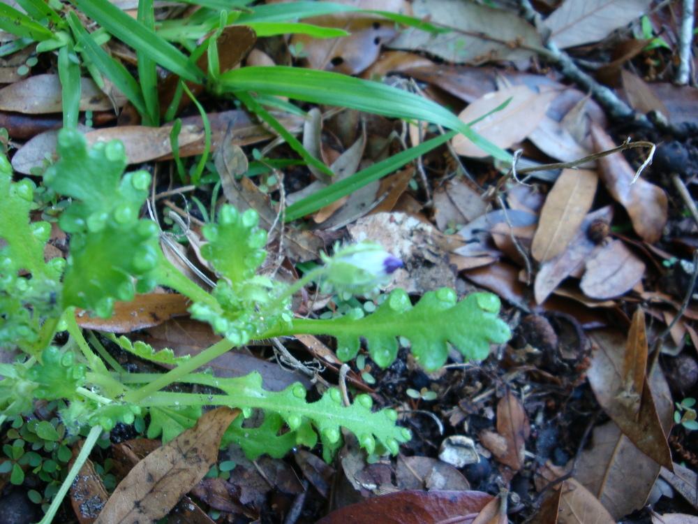 Photo of Fivespot (Nemophila maculata) uploaded by flaflwrgrl
