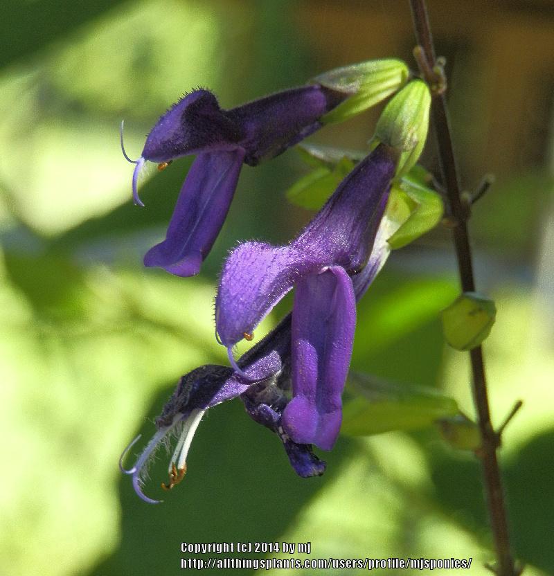 Photo of Sage (Salvia 'Purple Majesty') uploaded by mjsponies