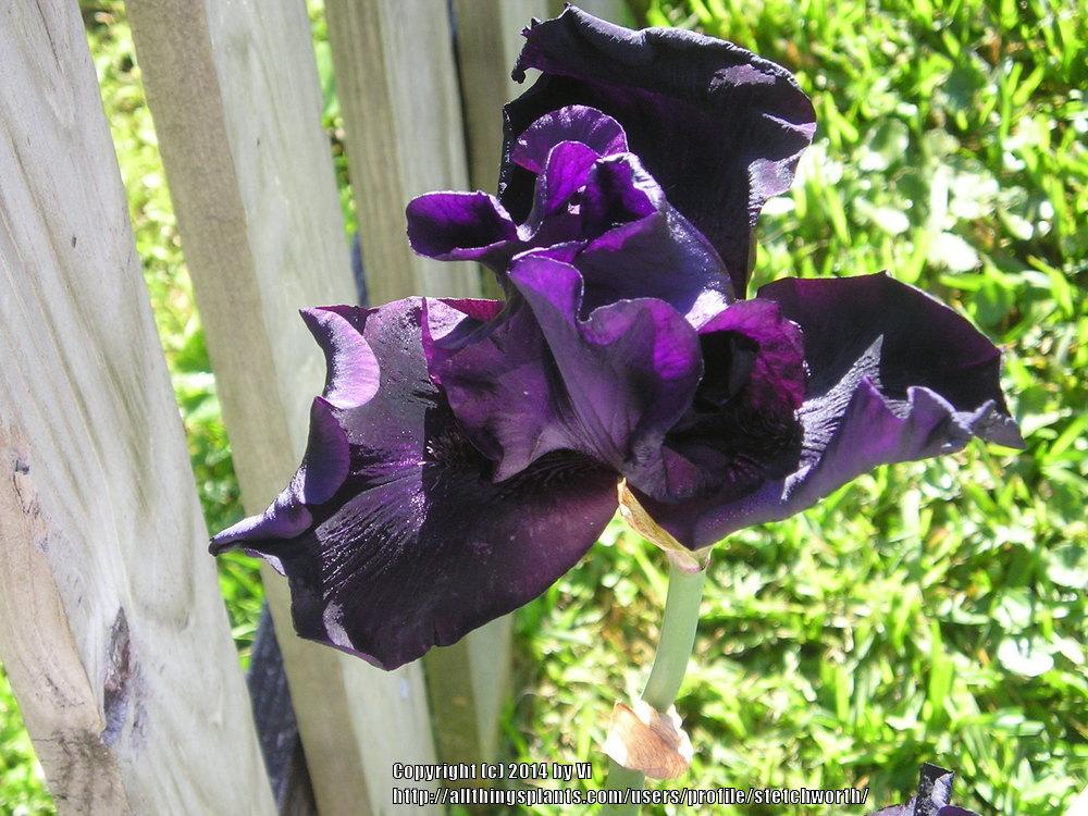 Photo of Tall Bearded Iris (Iris 'Before the Storm') uploaded by stetchworth