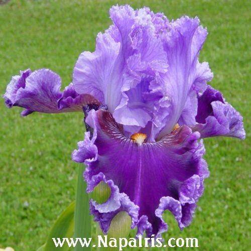 Photo of Tall Bearded Iris (Iris 'About Town') uploaded by Calif_Sue