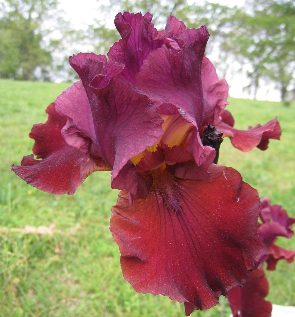 Photo of Tall Bearded Iris (Iris 'Classic Bordeaux') uploaded by Dodecatheon3
