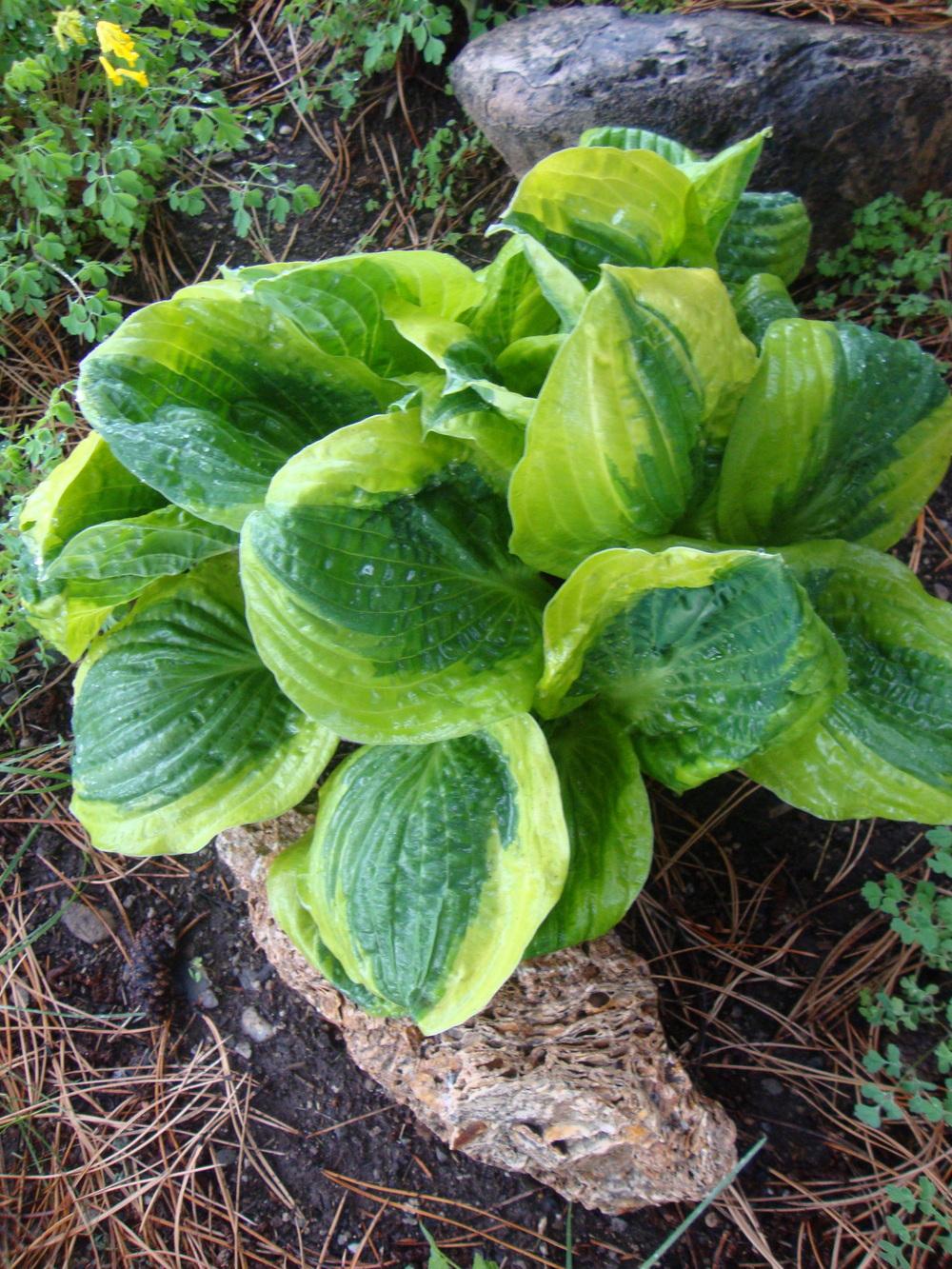 Photo of Hosta 'Christmas Pageant' uploaded by Paul2032