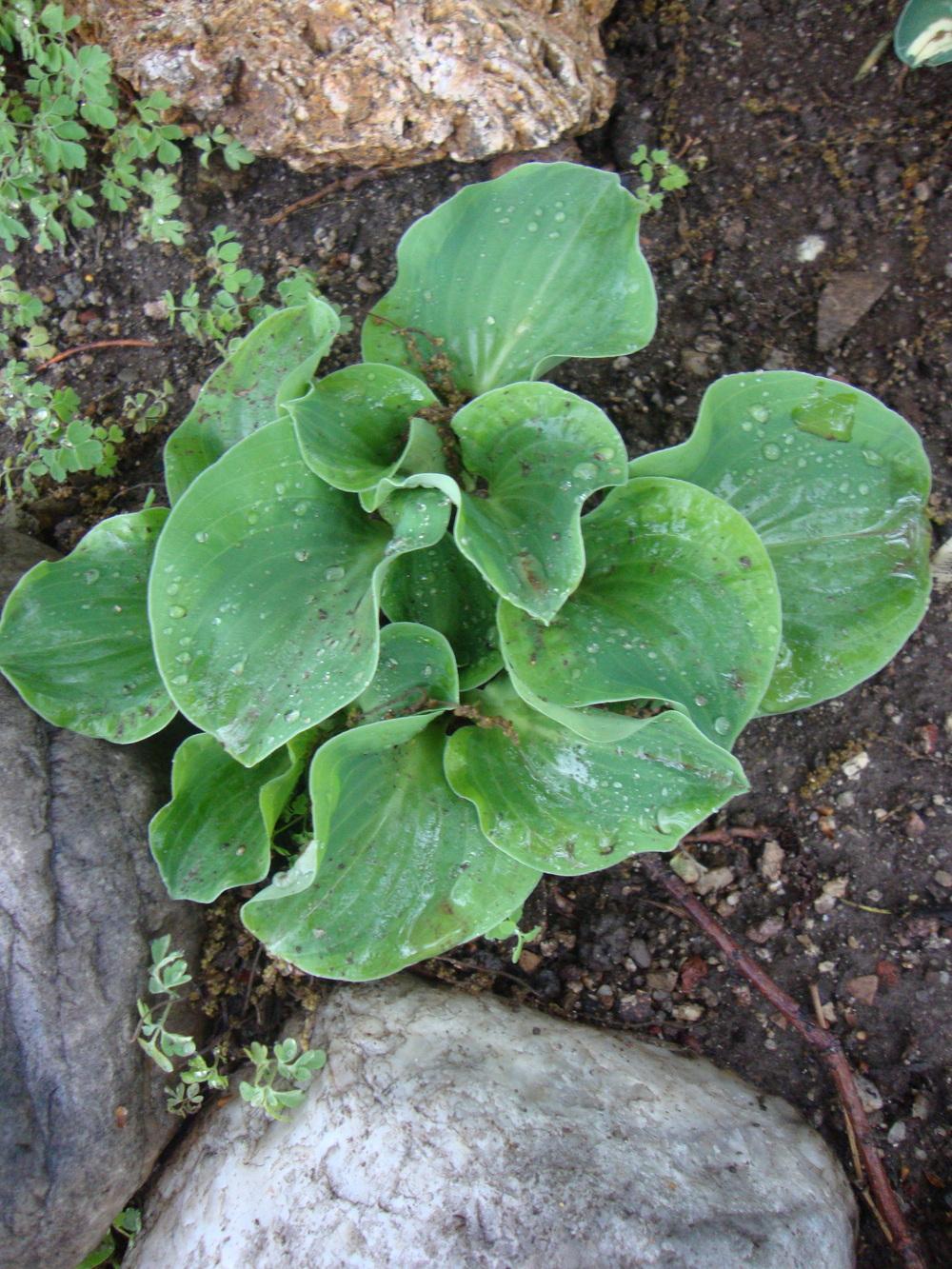 Photo of Hosta 'Dancing Mouse' uploaded by Paul2032