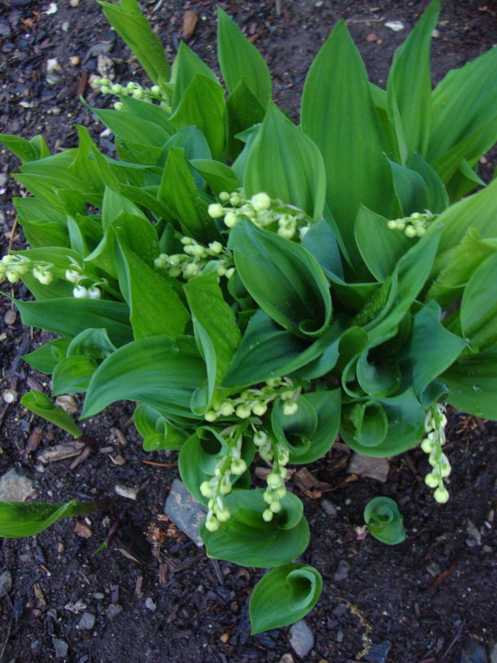 Photo of American Lily of the Valley (Convallaria majalis var. montana) uploaded by Paul2032