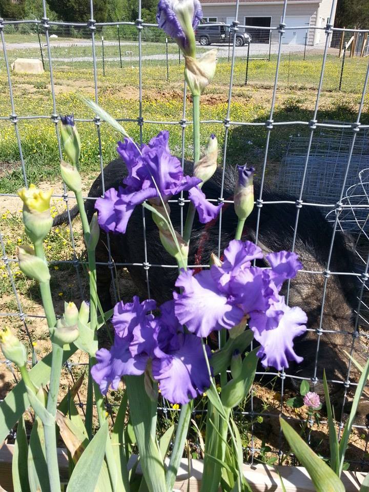 Photo of Tall Bearded Iris (Iris 'Change in the Weather') uploaded by TammyB
