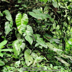 Location: Rainforest, Paraty, Brazil
Date: 2014-01-04
