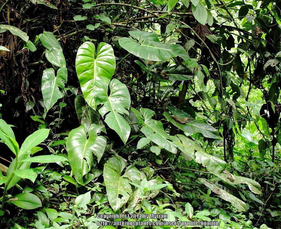 Photo of Philodendrons (Philodendron) uploaded by bonitin