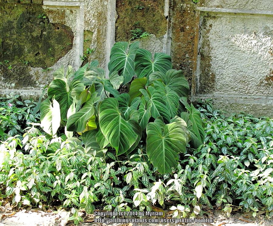 Photo of Philodendron (Philodendron gloriosum) uploaded by bonitin