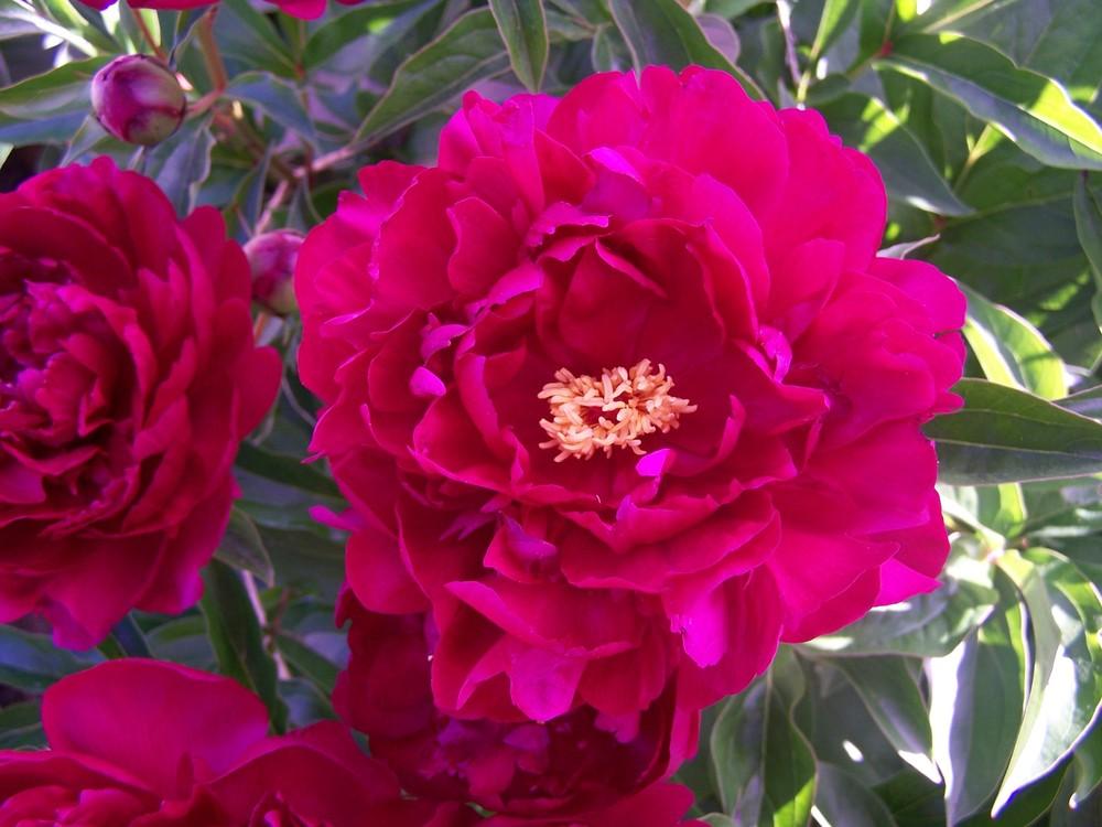 Photo of Peony (Paeonia lactiflora 'Karl Rosenfield') uploaded by chickhill
