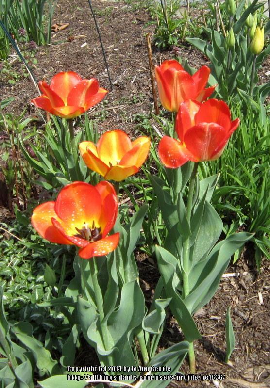 Photo of Darwin Hybrid Tulip (Tulipa 'Daydream') uploaded by ge1836